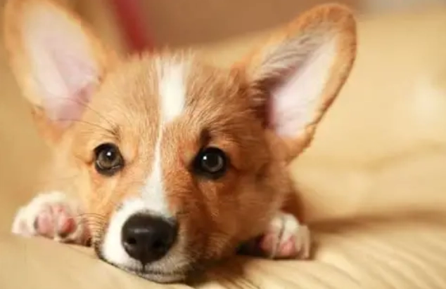 狗狗拉肚子原因