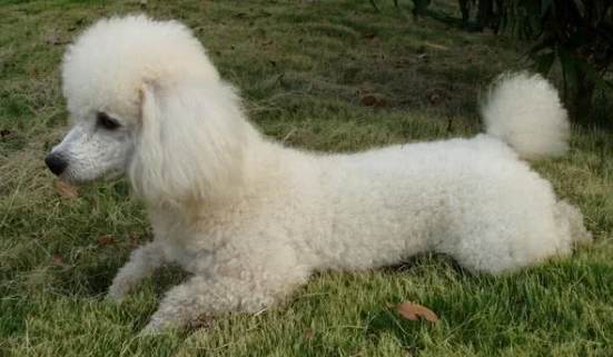 標準貴賓狗 健康