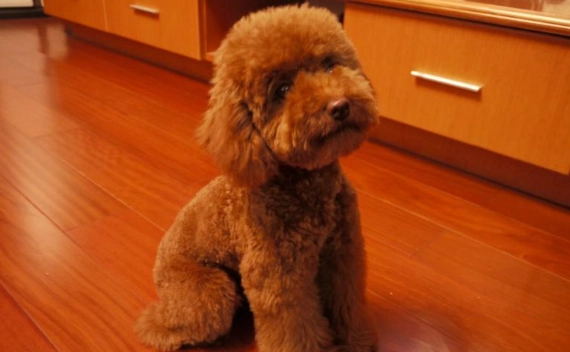 狗狗不睡覺原因