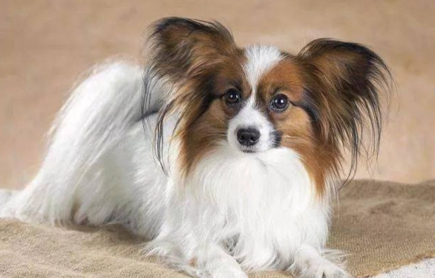 寵物營養補充品