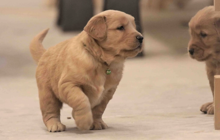狗狗補鈣方法 狗狗補鈣方法