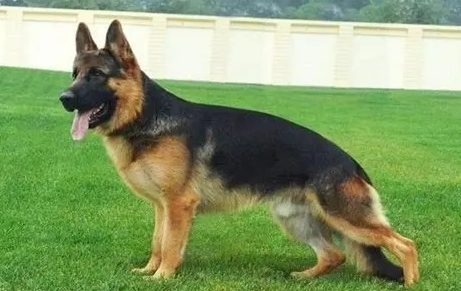 德國狼犬飼養 德國狼犬飼養