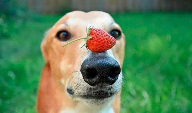 狗吃腰果注意事項 狗吃腰果注意事項