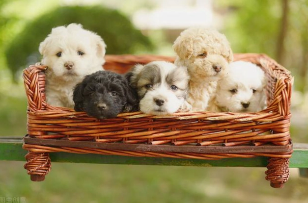 狗補鈣食譜 狗補鈣食譜