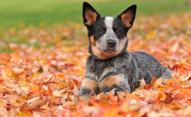 狗狗飲食紅蘿蔔