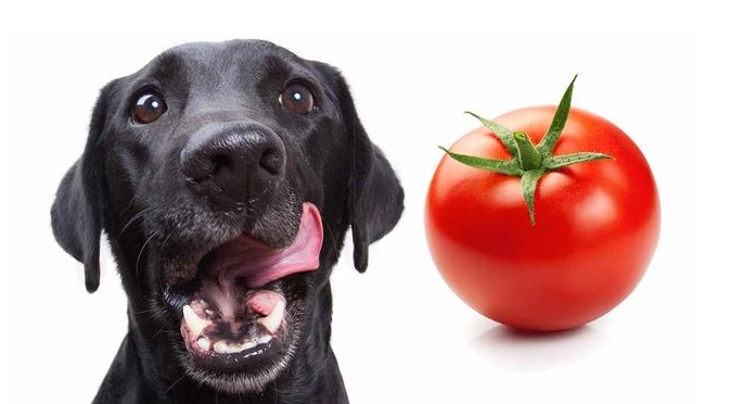 番茄醬對狗的影響 番茄醬對狗的影響