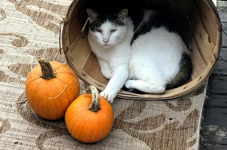 貓咪吃地瓜好處