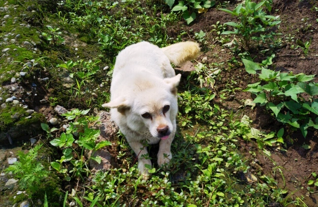 狗庫欣氏症護理