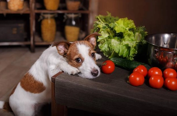 狗可以吃番茄醬嗎 狗可以吃番茄醬嗎