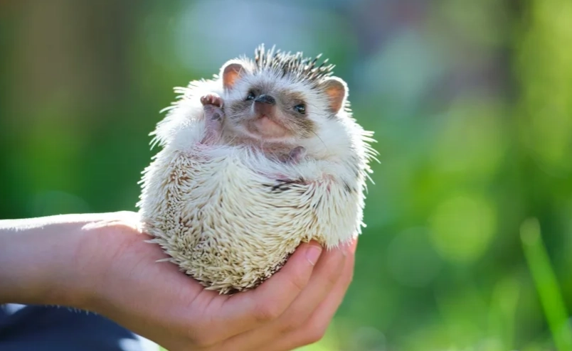 刺猬飼養方法 刺猬飼養方法