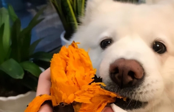 狗狗糖尿病飲食