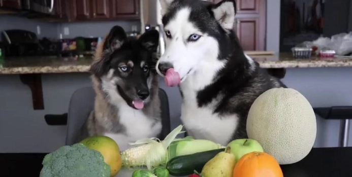 狗吃杏仁安全嗎 狗吃杏仁安全嗎