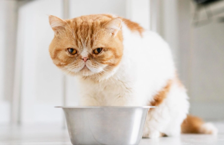 貓咪吃地瓜好處