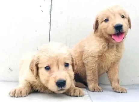 大型犬鈣質補充