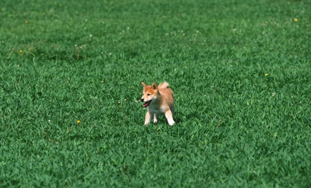 庫欣氏症犬隻治療