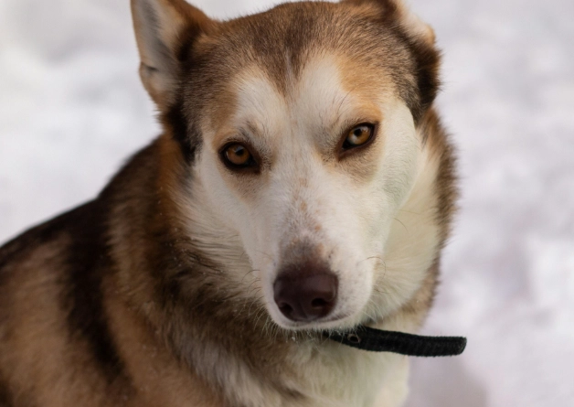 狗每天吃雞蛋安全嗎