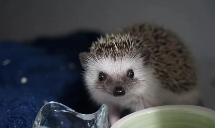 刺蝟水果飲食 刺蝟水果飲食