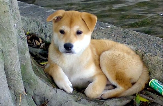 寵物蘑菇中毒 寵物蘑菇中毒