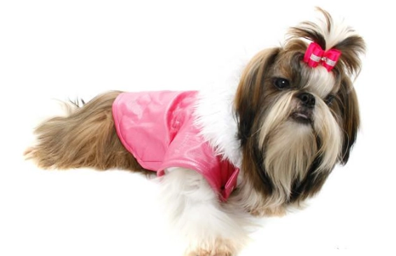 狗內分泌疾病檢測