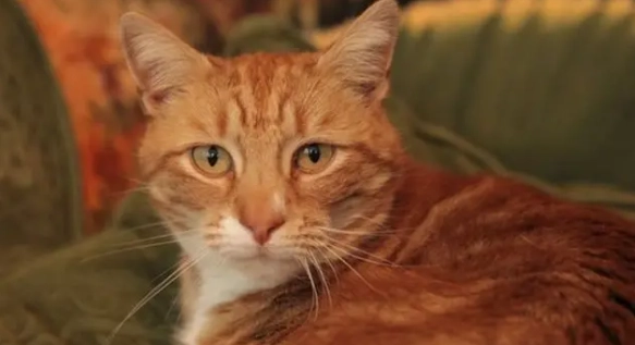 老貓糖尿病症狀 老貓糖尿病症狀