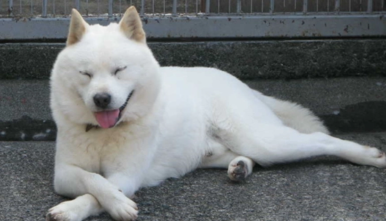 老年狗尿尿頻率