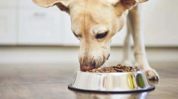 老年犬飲食問題