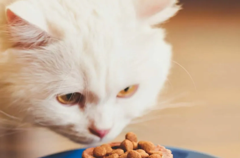 杏鮑菇對貓的危害