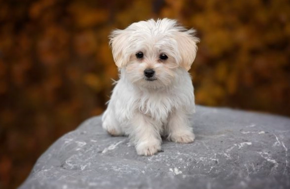 狗狗消化問題處理