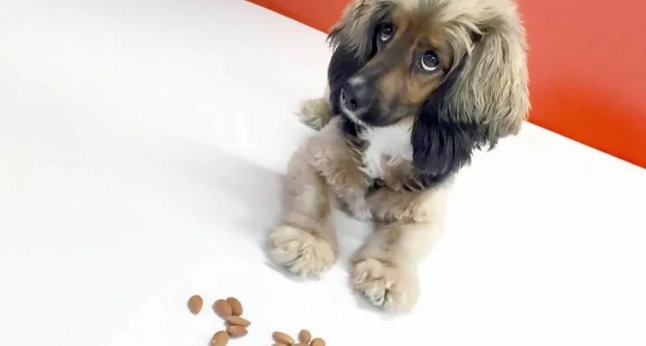 如何餵狗杏仁 如何餵狗杏仁