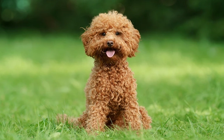 狗狗焦慮行為 狗狗焦慮行為