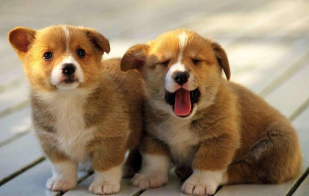 韭菜對狗的毒性