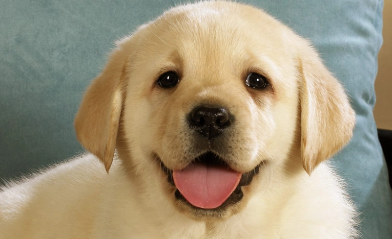 庫欣氏症皮膚症狀