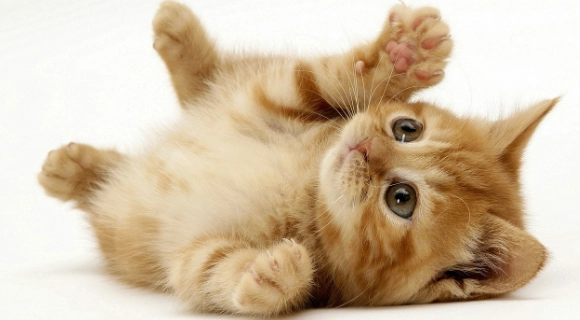 貓糖尿病後腳無力治療