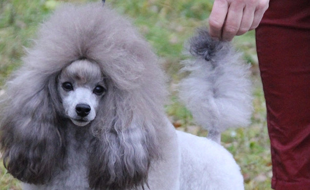 貴賓顏色選擇技巧