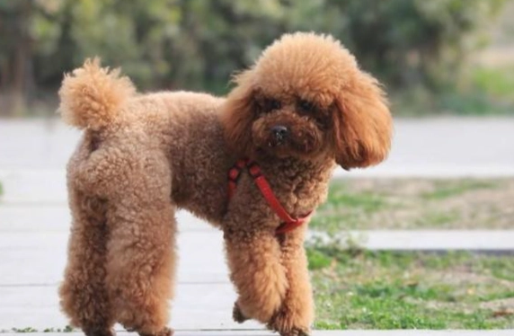 狗狗不睡覺原因