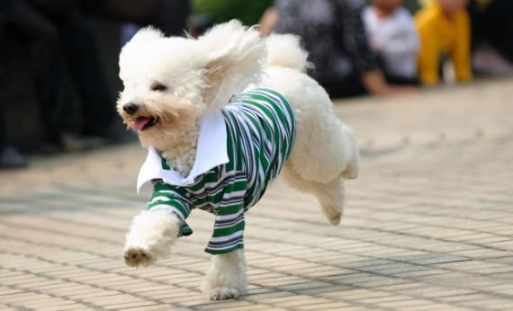 標準貴賓狗 健康