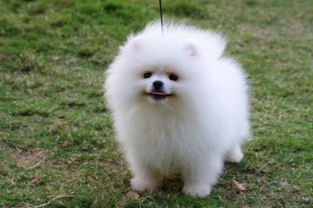 狗狗腸胃不適飲食