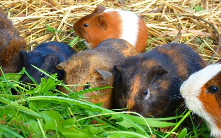 寵物混養注意事項