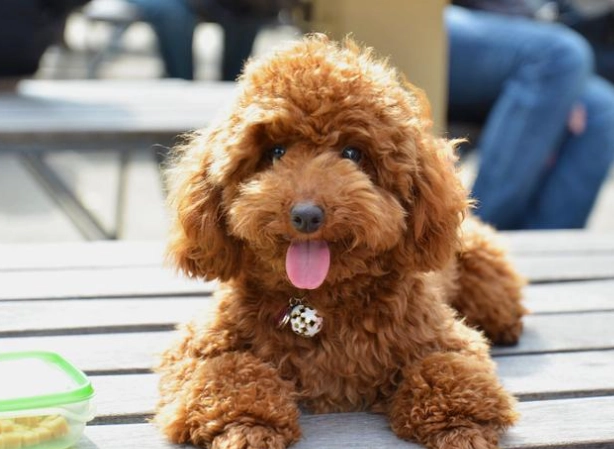 狗狗缺鈣治療 狗狗缺鈣治療