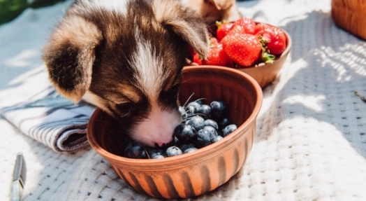 狗狗吐血怎麼辦