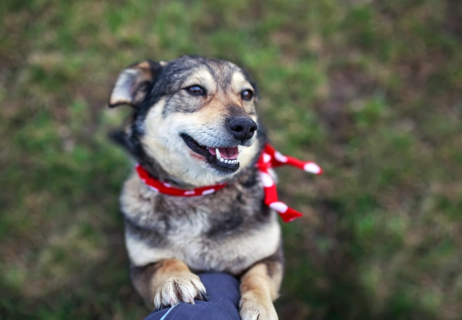 狗夏威夷果仁中毒