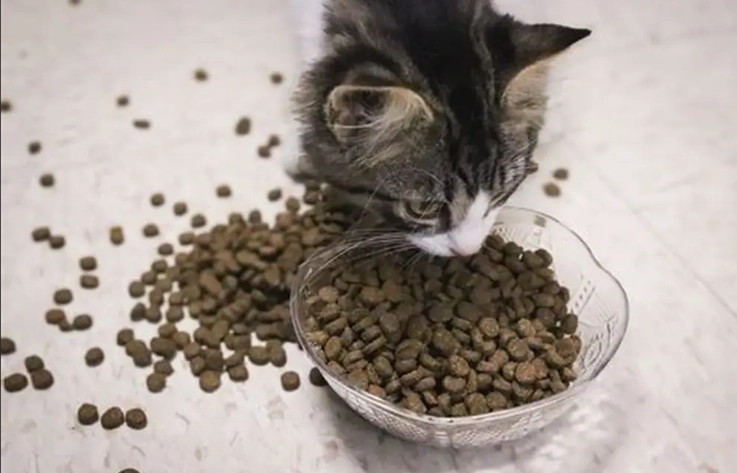 寵物食品召回 寵物食品召回