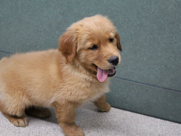 狗狗缺鈣症狀 狗狗缺鈣症狀