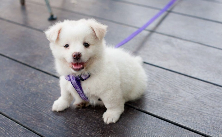 狗狗發抖原因 狗狗發抖原因