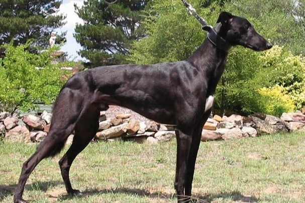 狗狗後腿發抖原因