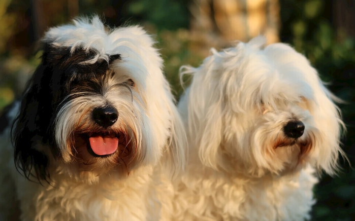 韭菜對狗的毒性