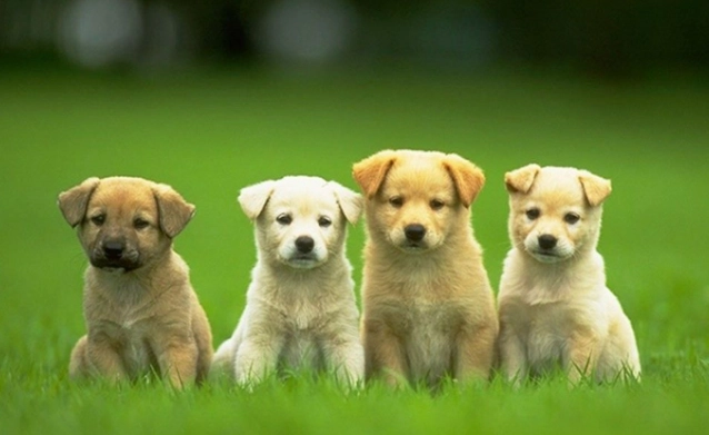 狗腎上腺飲食管理 狗腎上腺飲食管理