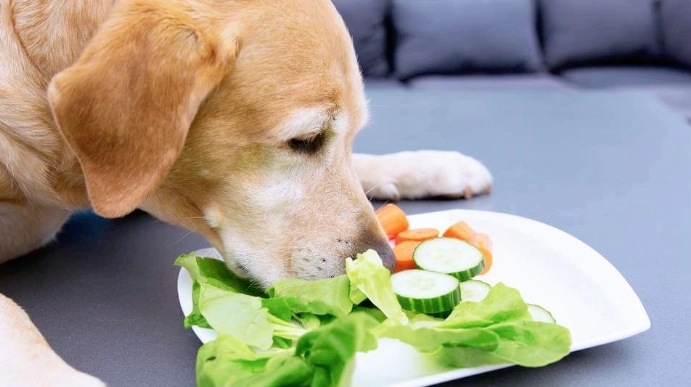 狗狗糖尿病症狀