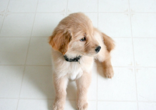 紅蘿蔔對狗狗的好處