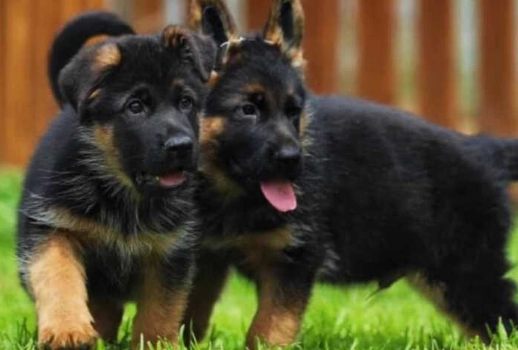 狗狗可以吃蛋白嗎